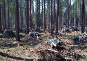 Photo from Oregon State University