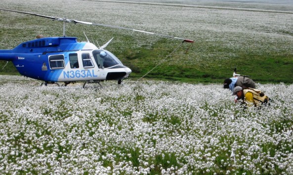 Randi Jandt & Dave Yokel sample a sea of cottongrass 4 years after the Anaktuvuk River fire in Alaska.