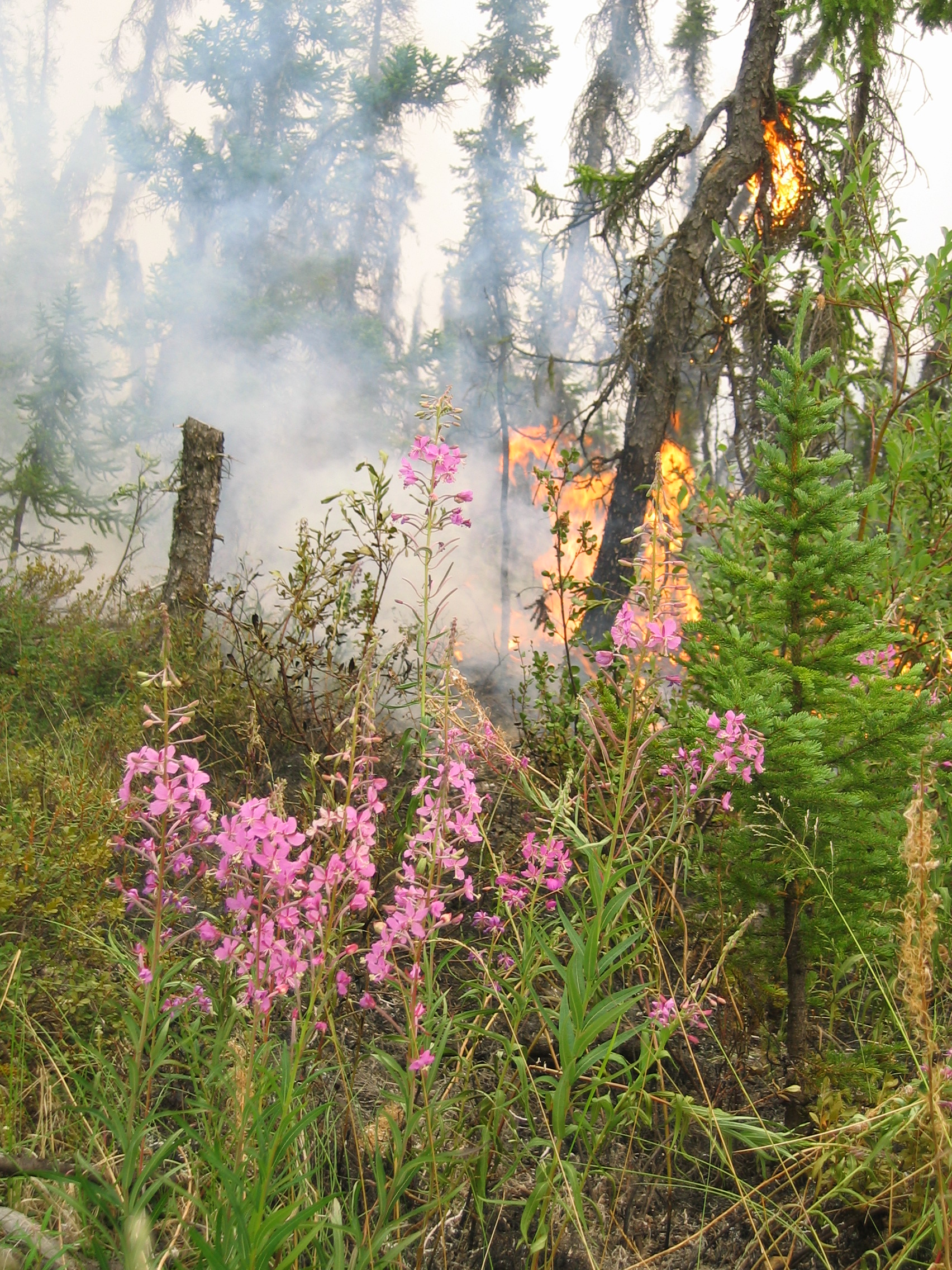 video-only-site-roadsite-burnout-7