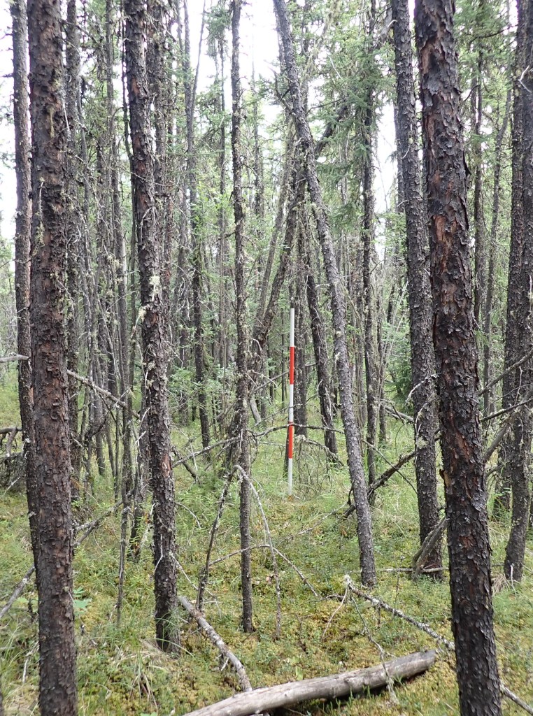 Dense stand of small trees with a range pole at center