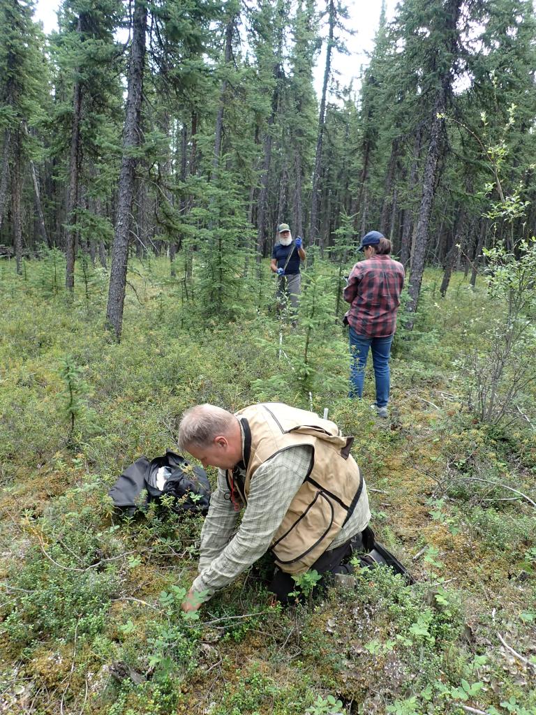 People taking measurements in an open forest stand